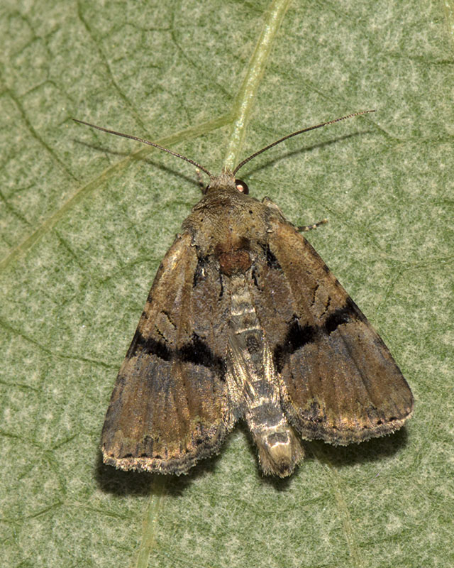 Mesoligia furuncula - Noctuidae